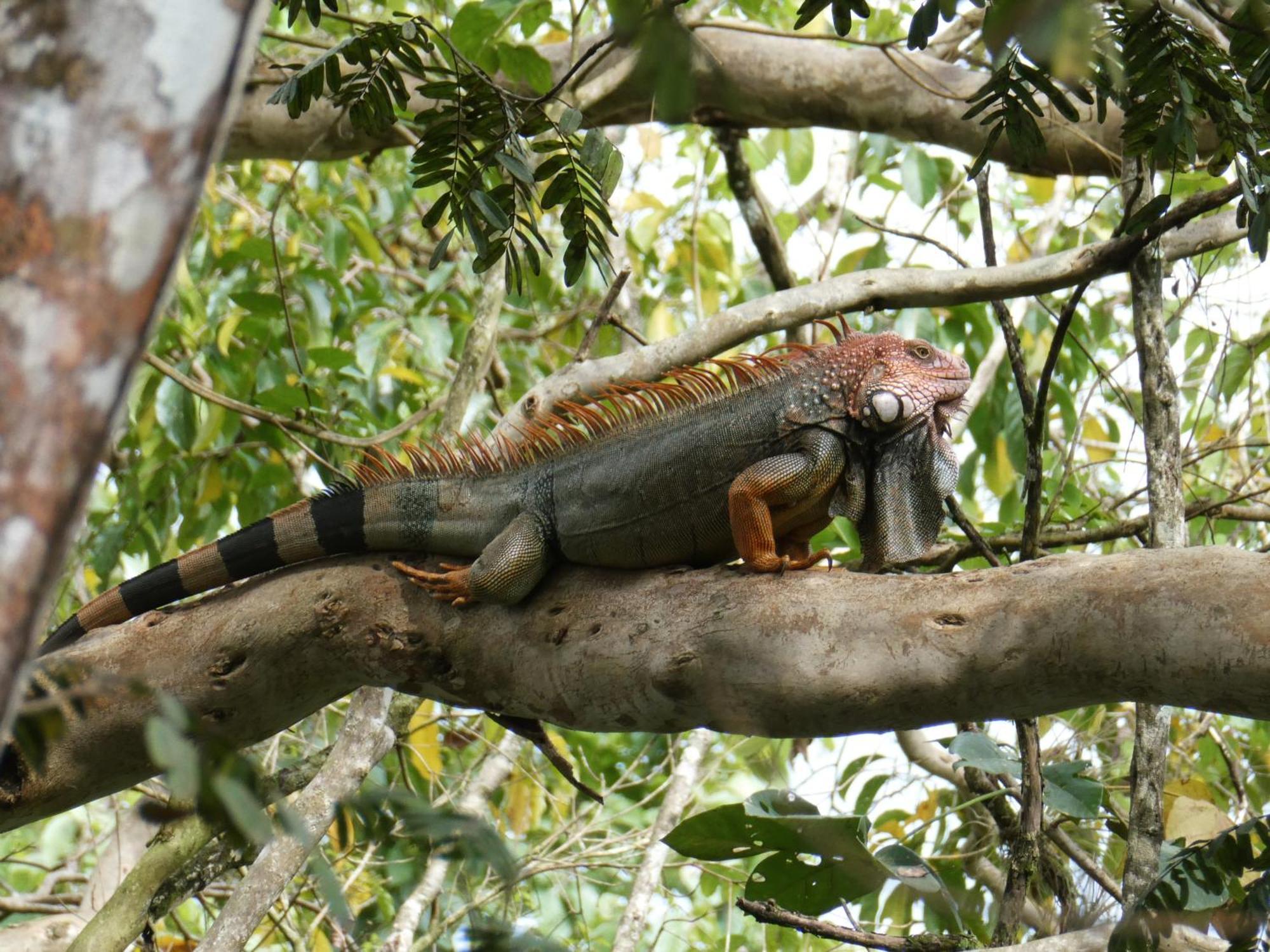 Alouatta Playa Coyote Hostel San Francisco de Coyote Ngoại thất bức ảnh