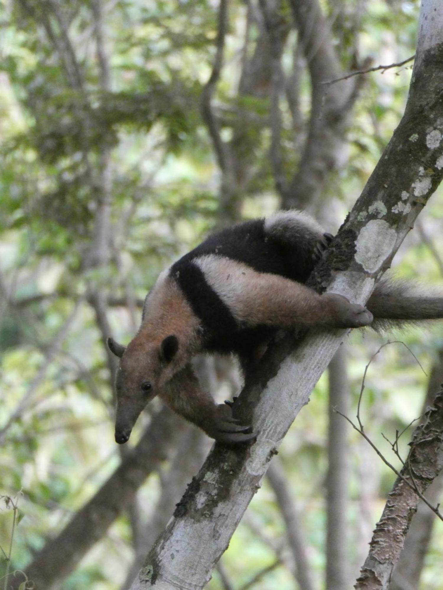 Alouatta Playa Coyote Hostel San Francisco de Coyote Ngoại thất bức ảnh