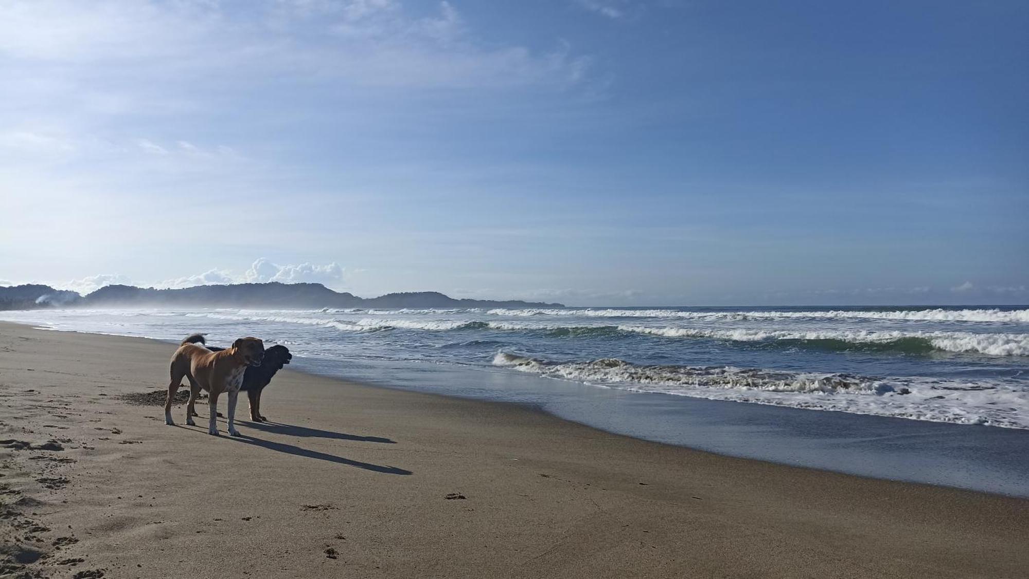 Alouatta Playa Coyote Hostel San Francisco de Coyote Ngoại thất bức ảnh