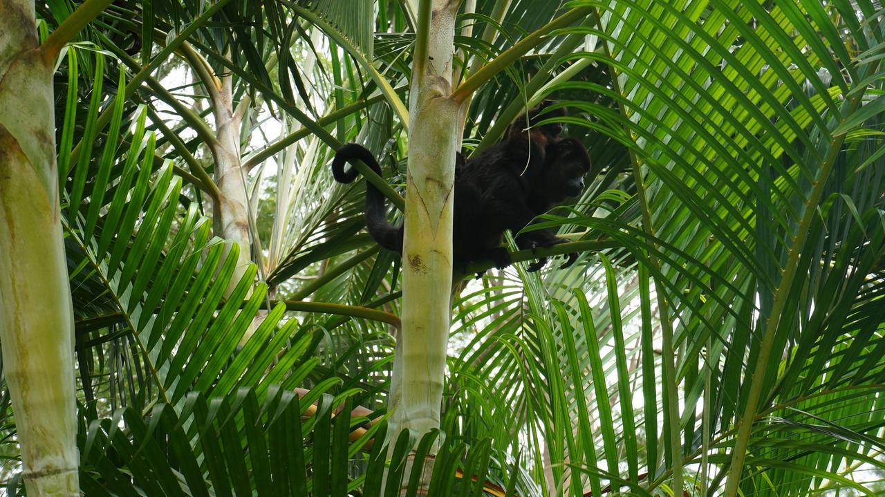 Alouatta Playa Coyote Hostel San Francisco de Coyote Ngoại thất bức ảnh